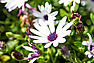 Winelands Villa Guesthouse and Cottages