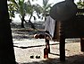 Oloika Sange Beach Bungalows and Campsite