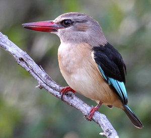 Selous Kingfisher