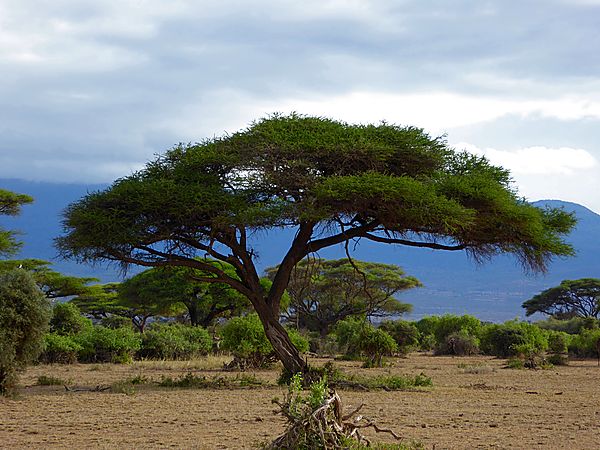 Acacia Tree in Amboseli