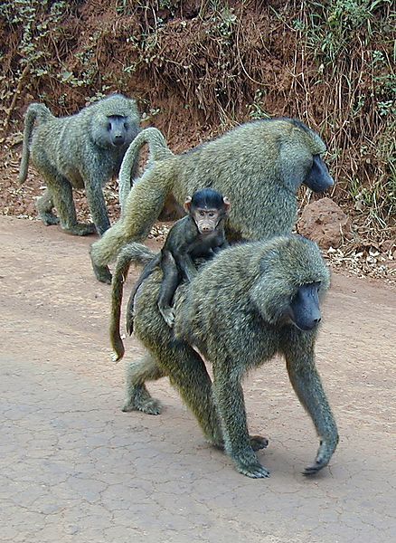 Baboons, Tanzania