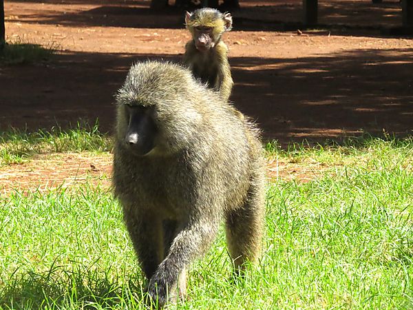 Baby Baboon takes a ride on Mum