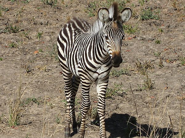 Baby Zebra, Zambia