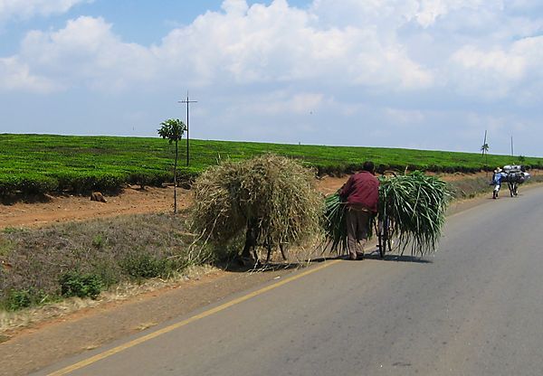 Bicycle Transportation