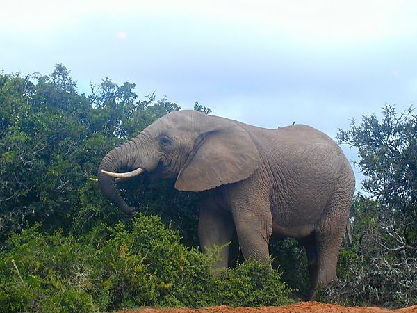 Bull Elephant Eating