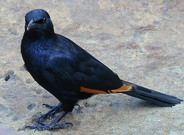 Cape Starling, South Africa