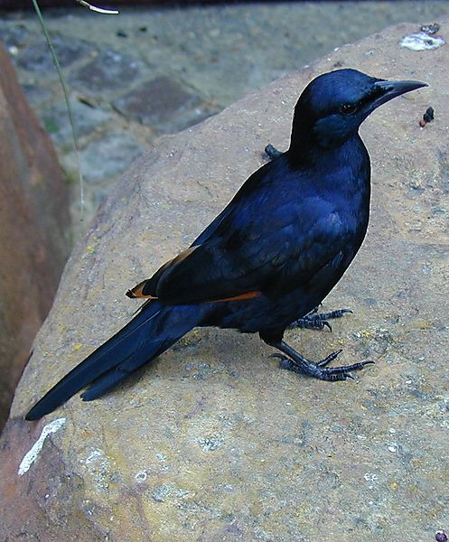 Cape Starling, South Africa