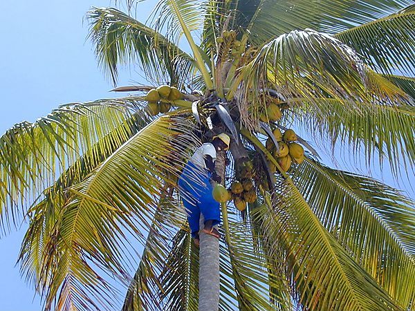 Collecting Coconuts, Zanzibar, Tanzania