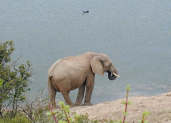 Elephant Drinking