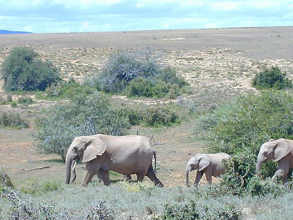 Elephants