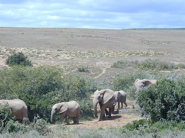 Elephants