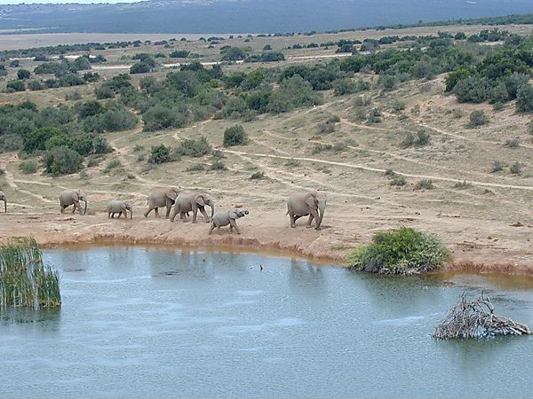 Elephants