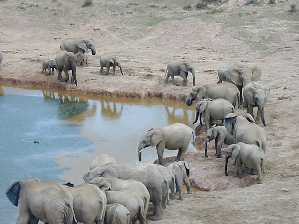 Elephants At Waterhole