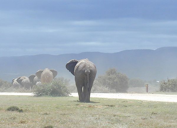 Elephants, South Africa