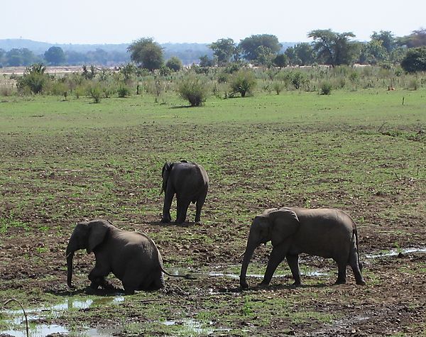 Elephants, South Luangwa National Park, Zambia