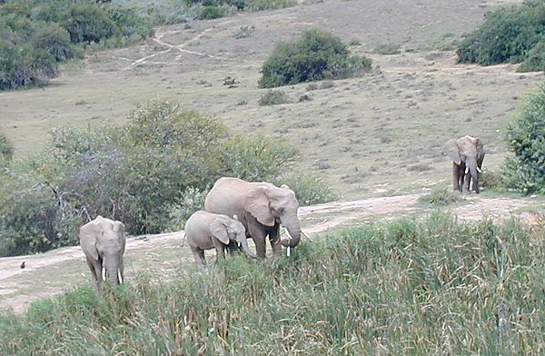 Feeding Elephants