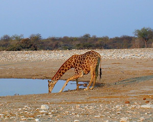 Giraffe Drinking At Waterhole, Etosha, Namibia