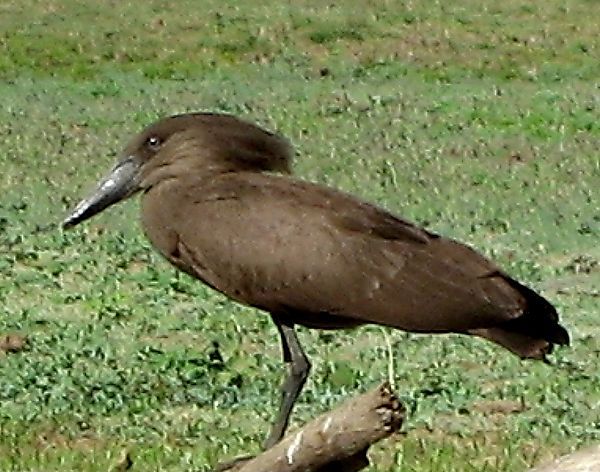 Hammerkop - South Luangwa National Park, Zambia