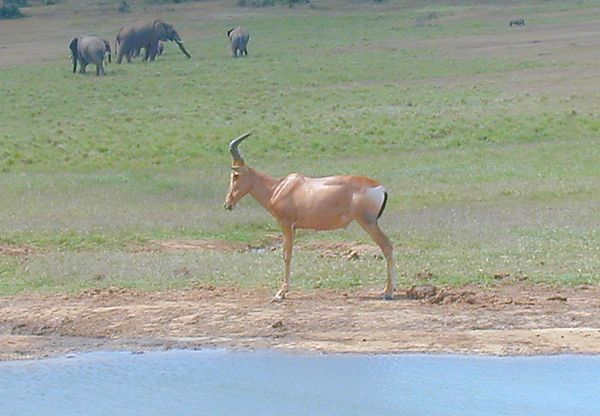 Hartebeest, South Africa