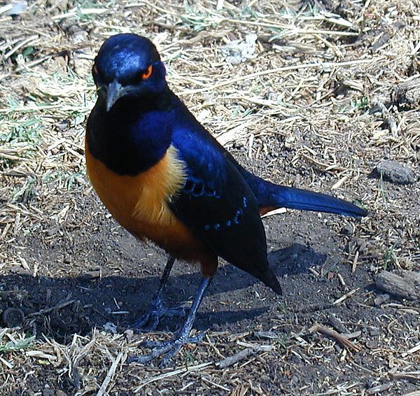 Hilderbrand  Starling, Ngorongoro Crater, Tanzania