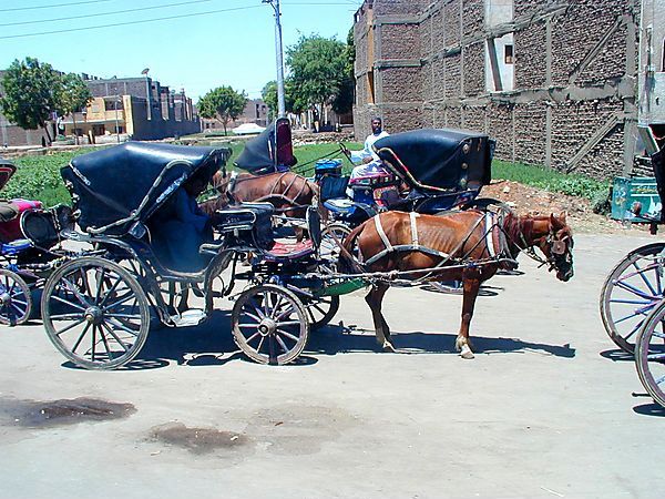 Horse & Cart, Edfu, Egypt