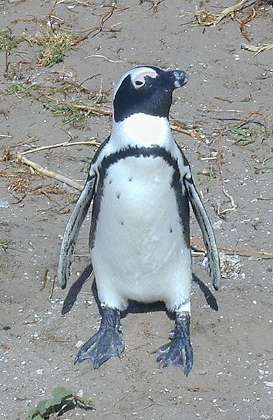 Jackass Penguin, South Africa