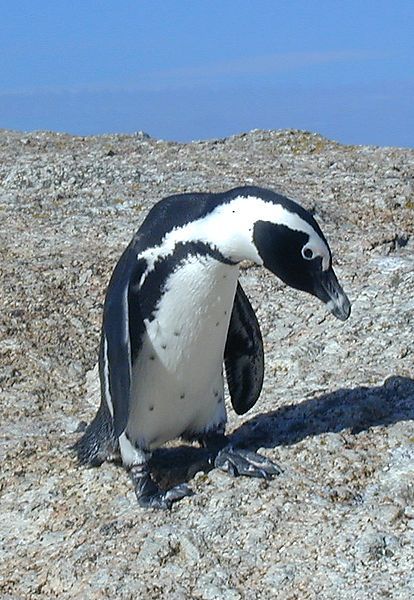 Jackass Penguin, South Africa