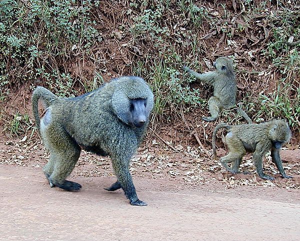 Male Baboon, Tanzania