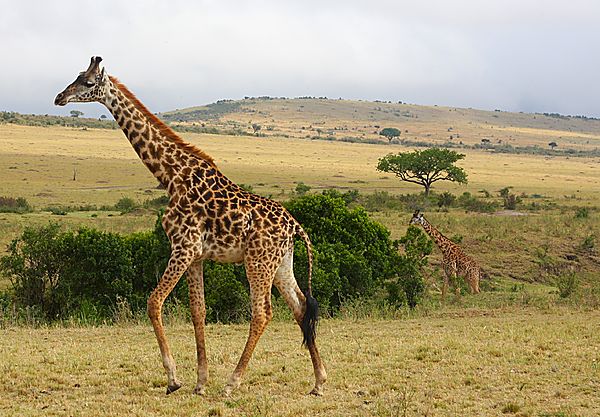 Masai Giraffe