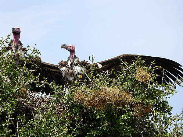 Nubian vulture or Lappet-faced vulture