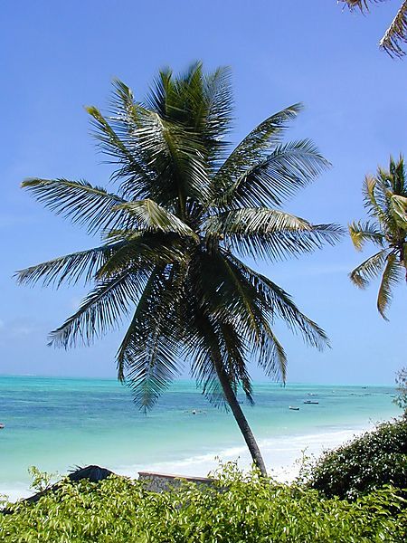 Palm Tree, Zanzibar, Tanzania