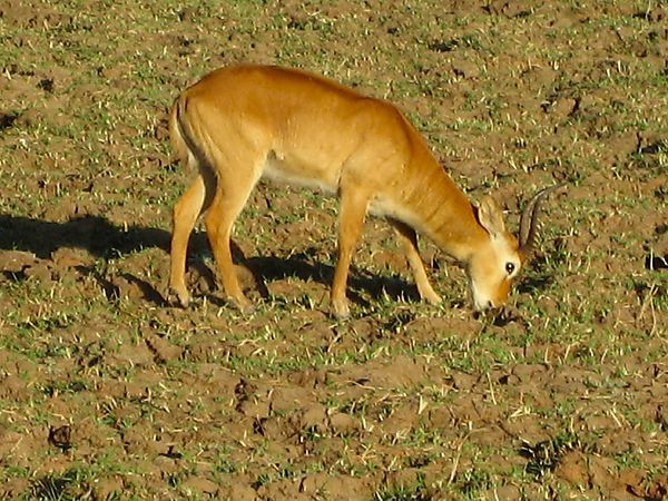 Puku Antelope, Zambia