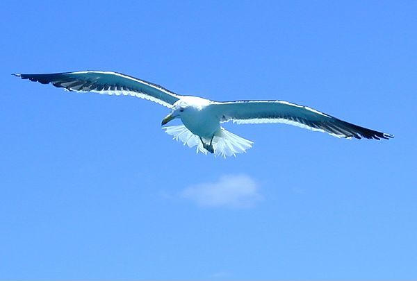 Sea Gull In Flight, South Africa