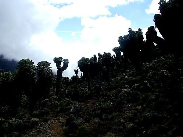 Senecios In Silhouette, Machame Route, Kilimanjaro, Tanzania