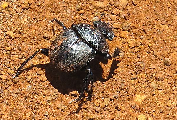 Some kind of beetle