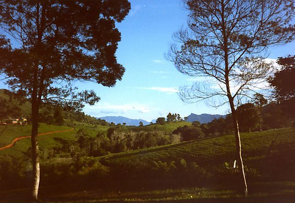 Tea Estate