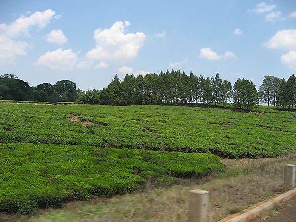 Tea Estate In Thyolo