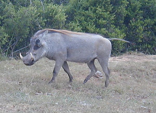 Warthog,