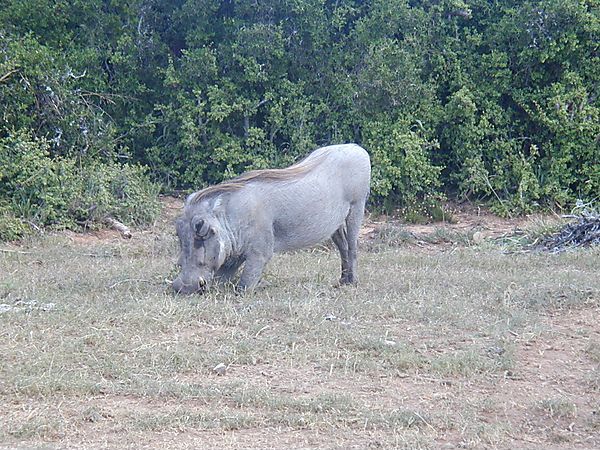 Warthog, South Africa