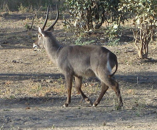 Waterbuck, Zambia