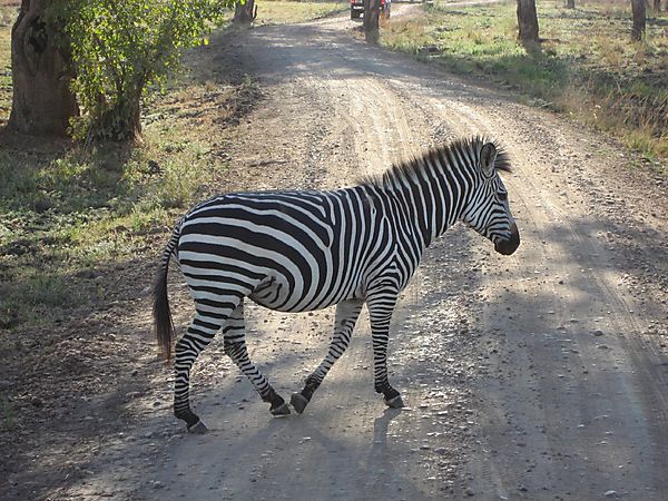 Zebra, Zambia