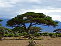 Acacia Tree in Amboseli