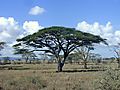 Acacia Tree, Tanzania