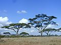 Acacia Trees, Tanzania