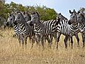 Bewildered Zebra