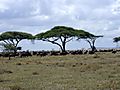Buffalo Under Acacia Trees,