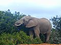 Bull Elephant Eating