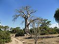 Bushland In South Luangwa National Park, Zambia