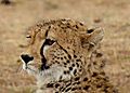Cheetahs profile