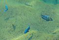 Cichlid Fishes, Lake Malawi